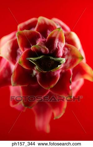 Dragon fruit View Large Photo Image Picture - Dragon fruit. Fotosearch
