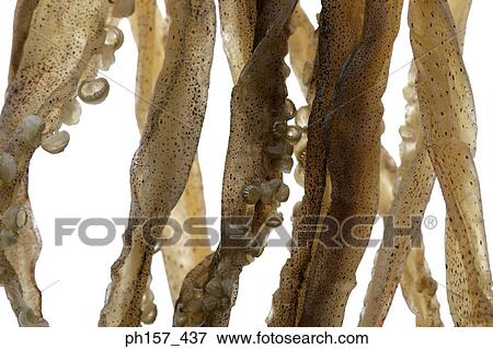 Stock Photo - Dried cuttle fish, close-up. Fotosearch