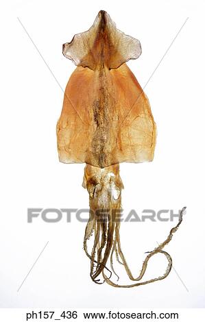 Dried cuttle fish View Large Photo Image Stock Photograph - Dried cuttle fish. Fotosearch