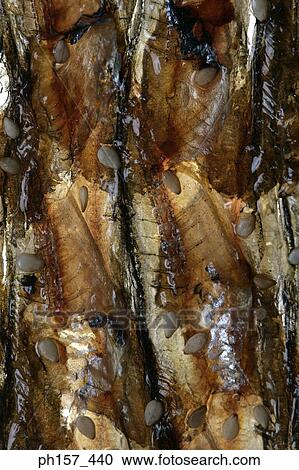 Dried fish, close-up View Large Photo Image Stock Image - Dried fish, close-up. Fotosearch