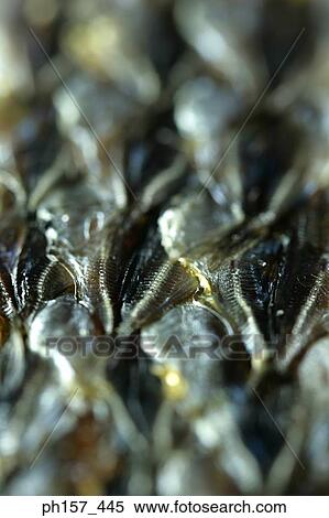 Dried fish, close-up View Large Photo Image Stock Photography - Dried fish, close-up. Fotosearch