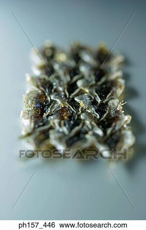 Dried fish View Large Photo Image Stock Photograph - Dried fish. Fotosearch
