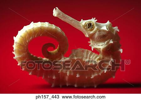 Stock Image - Dried seahorse, side view. Fotosearch