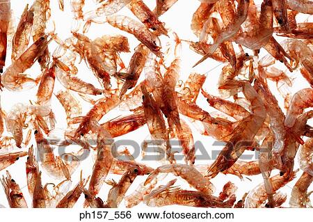 Dried shrimps View Large Photo Image Stock Photograph - Dried shrimps. Fotosearch