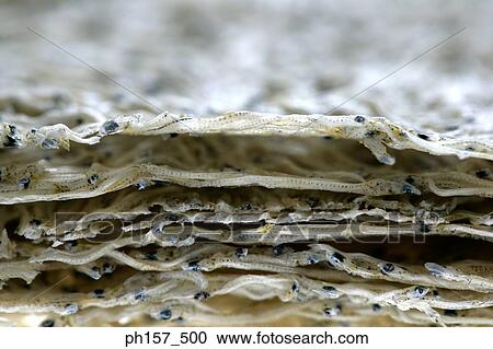 Dried whitebait, close-up View Large Photo Image Stock Image - Dried whitebait, close-up. Fotosearch
