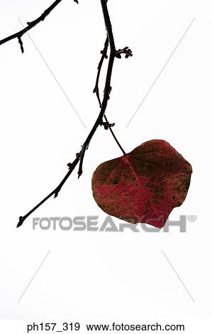 Dry leave on a branch View Large Photo Image Stock Photo - Dry leave on a branch. Fotosearch