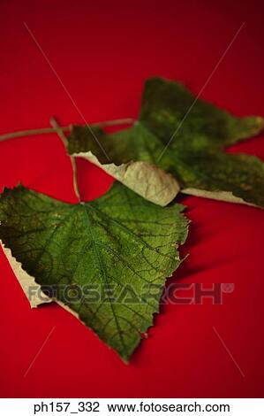 Stock Image - Dry leaves on a red surface. Fotosearch