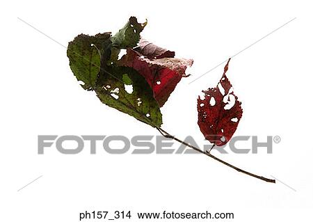 Picture - Dry leaves. Fotosearch