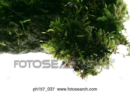 Ferns and moss, close-up View Large Photo Image Stock Photo - Ferns and moss, close-up. Fotosearch