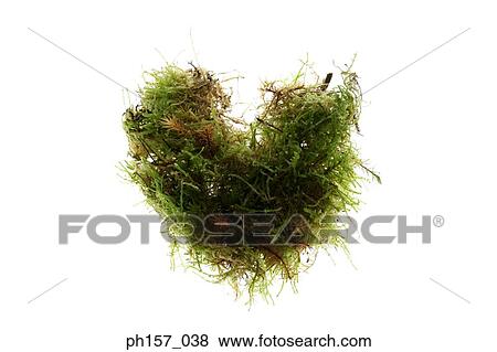 Stock Photo - Ferns. Fotosearch