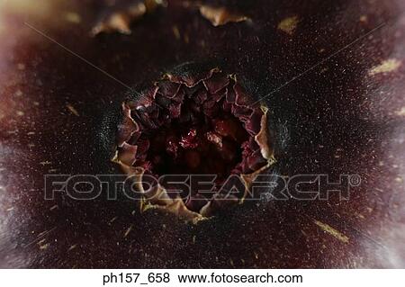 Fig, close-up View Large Photo Image Stock Photo - Fig, close-up. Fotosearch