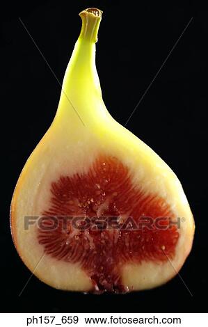 Fig, cross section View Large Photo Image Stock Photo - Fig, cross section. Fotosearch