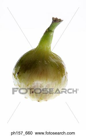 Fig View Large Photo Image Stock Image - Fig. Fotosearch
