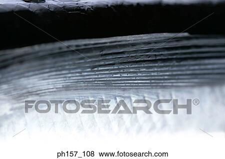 Fin, close-up View Large Photo Image Stock Photo - Fin, close-up. Fotosearch