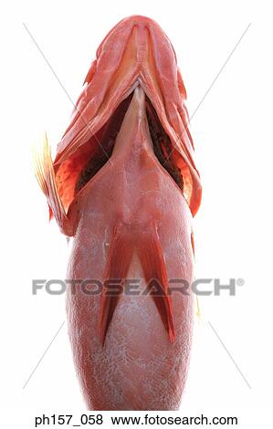 Fish belly, close-up View Large Photo Image Stock Photo - Fish belly, close-up. Fotosearch