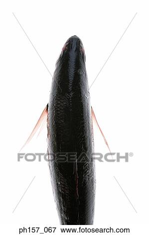 Stock Photo - Fish belly, close-up. Fotosearch