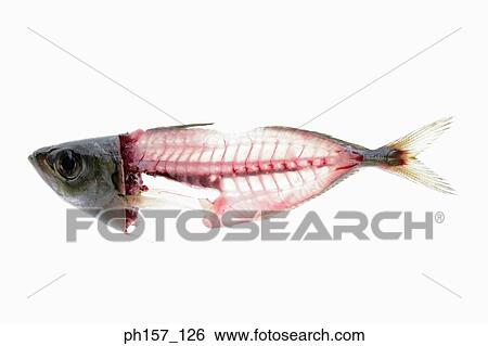Fish bones View Large Photo Image Stock Photograph - Fish bones. Fotosearch