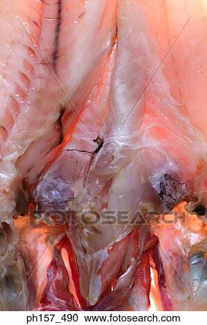 Fish, close up View Large Photo Image Stock Image - Fish, close up. Fotosearch