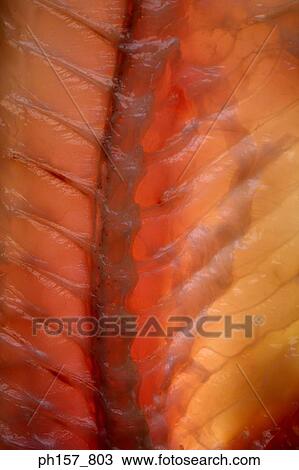 Stock Image - Fish, close-up. Fotosearch