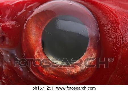 Fish eye View Large Photo Image Stock Image - Fish eye. Fotosearch