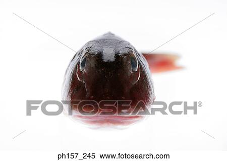 Stock Photography - Fish, front view. Fotosearch