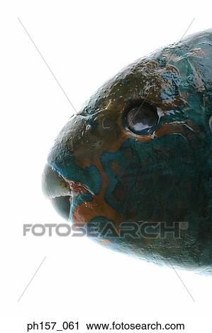 Fish head, close-up View Large Photo Image Stock Image - Fish head, close-up. Fotosearch