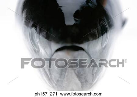 Fish head, close-up View Large Photo Image Stock Image - Fish head, close-up. Fotosearch