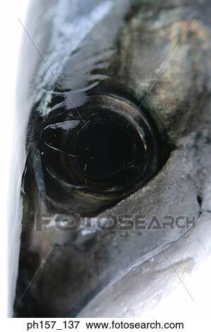 Fish head, close-up View Large Photo Image Stock Photo - Fish head, close-up. Fotosearch