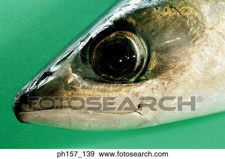 Stock Photo - Fish head, close-up. Fotosearch