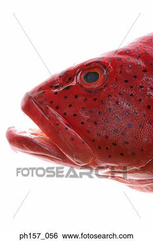 Stock Photograph - Fish head, close-up. Fotosearch