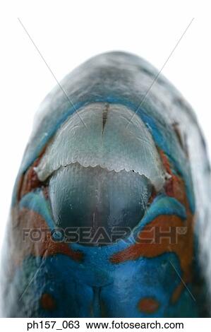 Fish mouth, close-up View Large Photo Image Stock Image - Fish mouth, close-up. Fotosearch