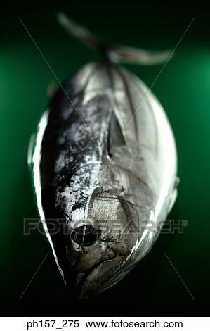 Fish on green background View Large Photo Image Stock Photography - Fish on green background. Fotosearch
