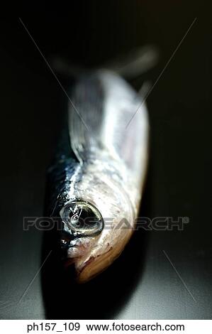Fish on the side View Large Photo Image Stock Photo - Fish on the side. Fotosearch