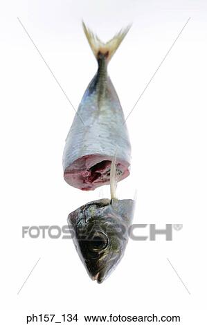 Fish View Large Photo Image Picture - Fish. Fotosearch