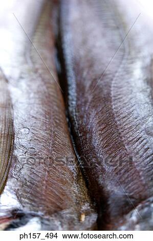 Fish View Large Photo Image Picture - Fish. Fotosearch