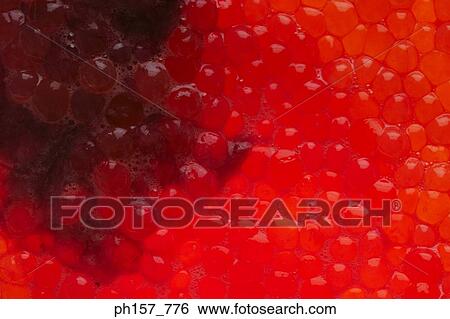 Fish roe, close-up View Large Photo Image Stock Photograph - Fish roe, close-up. Fotosearch