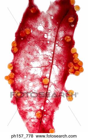 Stock Photo - Fish roe. Fotosearch