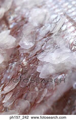 Fish scales, close-up View Large Photo Image Stock Image - Fish scales, close-up. Fotosearch