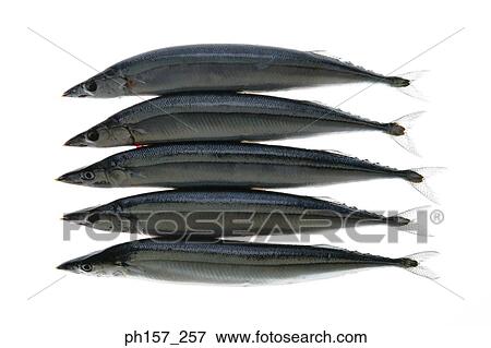 Fish, stacked View Large Photo Image Stock Photo - Fish, stacked. Fotosearch