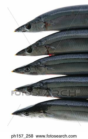 Stock Photo - Fish, stacked. Fotosearch