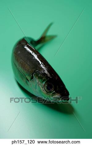 Fish View Large Photo Image Stock Image - Fish. Fotosearch