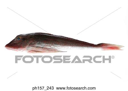Fish View Large Photo Image Stock Image - Fish. Fotosearch