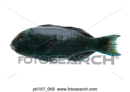 Fish View Large Photo Image Stock Photo - Fish . Fotosearch