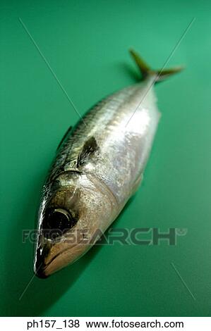 Stock Photo - Fish. Fotosearch