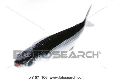 Fish View Large Photo Image Stock Photograph - Fish. Fotosearch