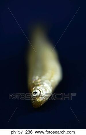 Fish View Large Photo Image Stock Photograph - Fish. Fotosearch