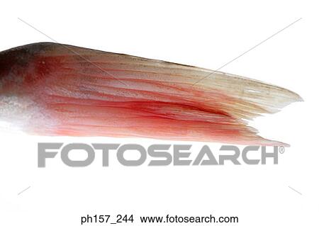 Picture - Fish tail, close-up. Fotosearch
