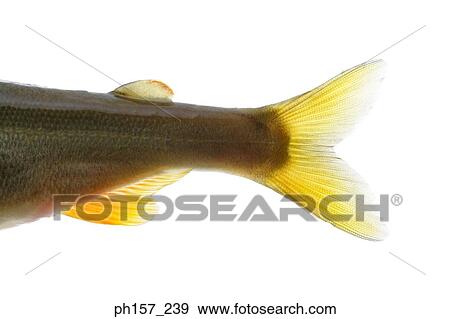 Fish tail, close-up View Large Photo Image Stock Photo - Fish tail, close-up. Fotosearch