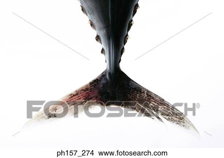 Picture - Fish Tail. Fotosearch