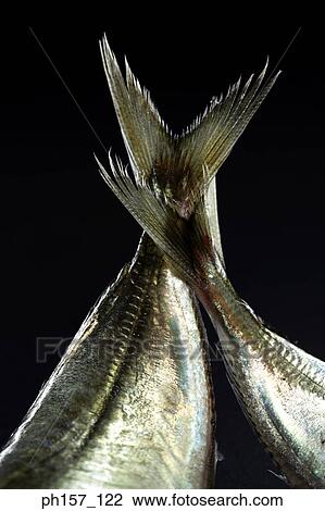 Fish tails, close-up View Large Photo Image Stock Image - Fish tails, close-up. Fotosearch